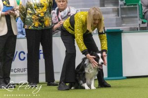 Crufts Bitch Championship