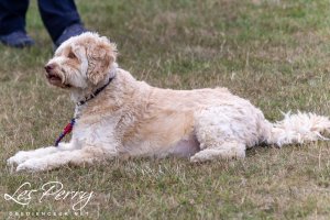 Hatchford Brook Championship Show