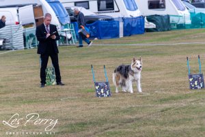 Solihull Championship Show