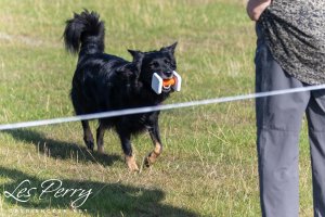 Woburn Championship Show