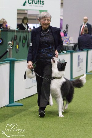 Crufts Dog Championship Obedience