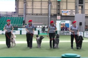 Crufts Obreedience Final